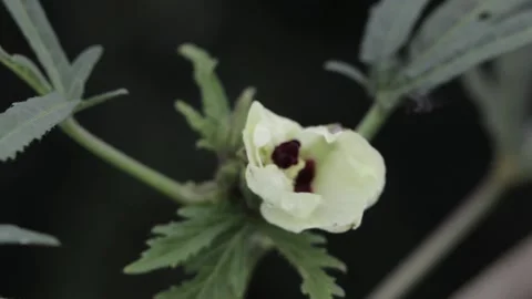 Yellow flower with ladybug in bloom Stock Footage 139963792