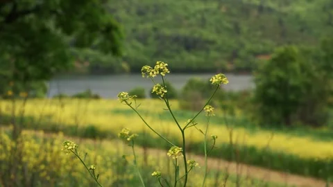 Yellow Flower by the Lake side view on a windy day Vidéo 283855717