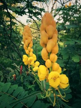 Yellow flower of Leaf Background Stock Photos