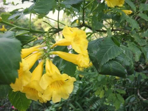 Yellow flower of Leaf Background Stock Photos