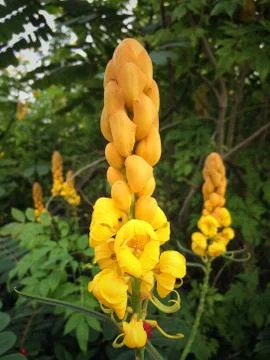 Yellow flower of Leaf Background Stock Photos