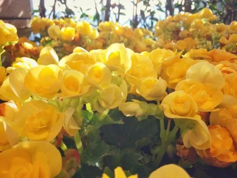 Yellow flower of Leaf Background. Stock Photos