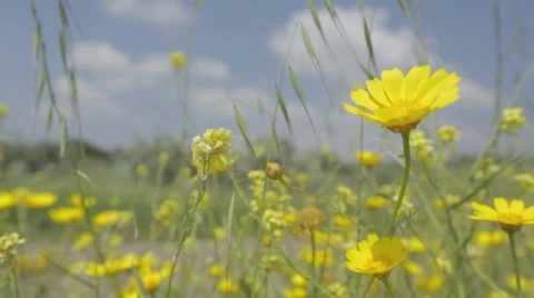 Yellow flower in a light breeze with background of clouds Stock Footage 43861671