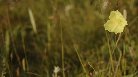 Yellow flower lonely Stock Footage 280193852