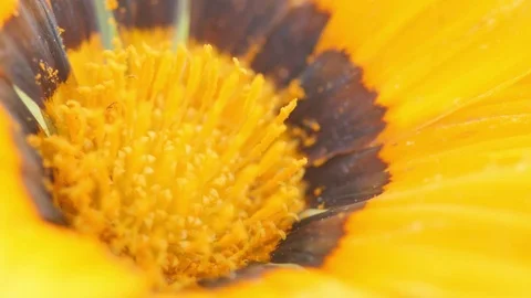 Yellow flower macro 4k Stock Footage 70627787