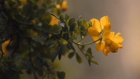 Yellow flower macro Stockbeeldmateriaal 127579267