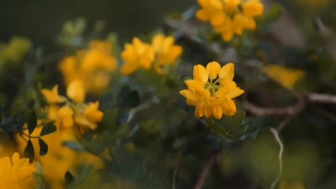 Yellow flower macro, foreground interest Stock Footage