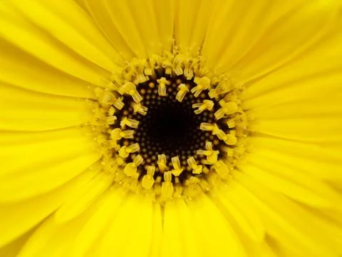 Yellow flower macro Фото