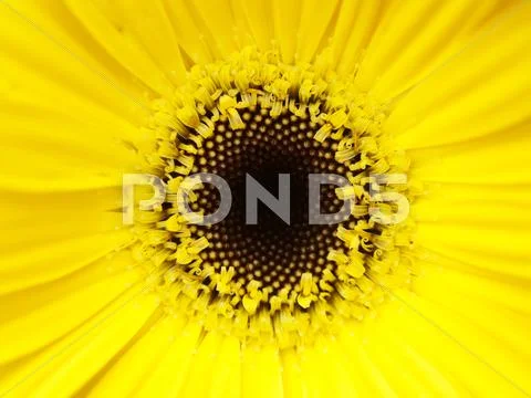 Yellow flower macro Stock Photos