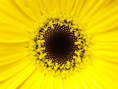 Yellow flower macro 스톡 사진