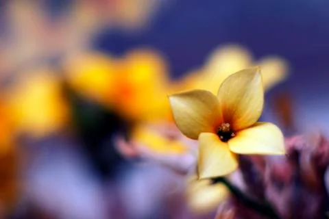 Yellow flower macro Stock Photos
