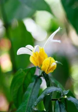 Yellow flower macro Stock Photos
