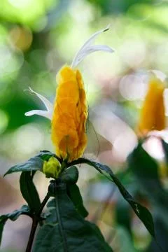 Yellow flower macro Stock Photos