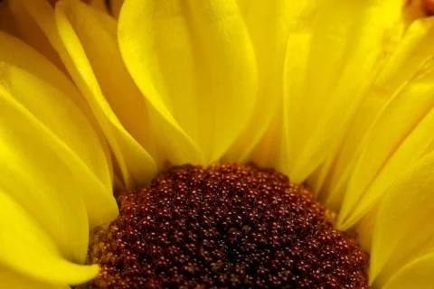 Yellow flower macro Stock Photos