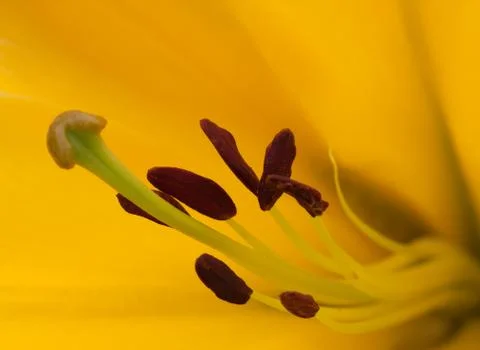 Yellow flower macro Foto stock