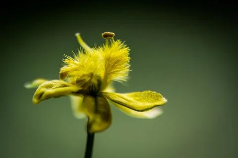 Yellow flower, macro Stock Photos