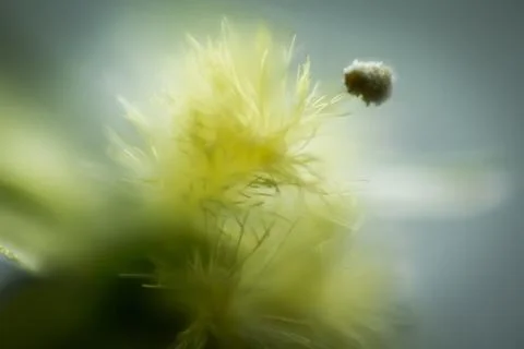 Yellow flower, macro Stock Photos