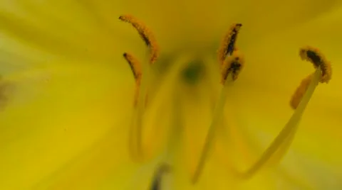 Yellow flower macro 스톡 사진