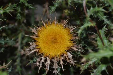 Yellow flower macro Stock Photos