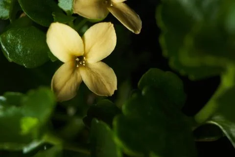 Yellow flower Macro 스톡 사진