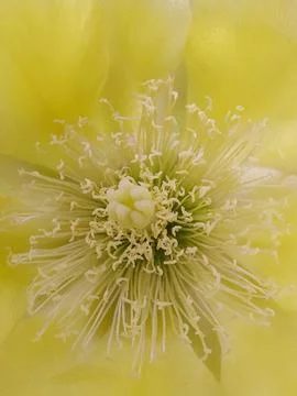Yellow flower macro Stock Photos