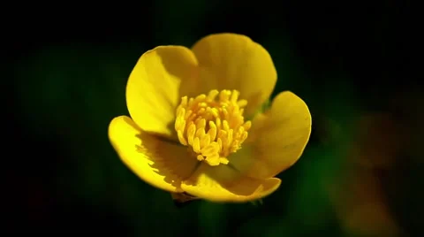 Yellow flower macro sways by the wind on green grass background high contrast Stock Footage 62407491