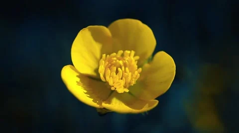 Yellow flower macro sways by the wind on dark blue background Stock Footage 62407495