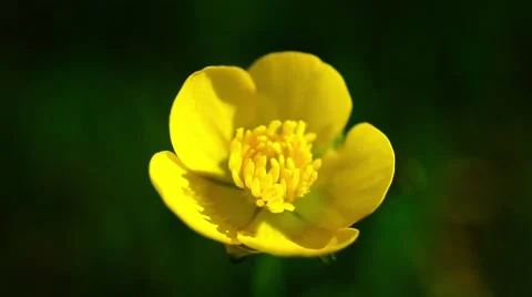 Yellow flower macro sways by the wind on green grass background Stock Footage 62407503