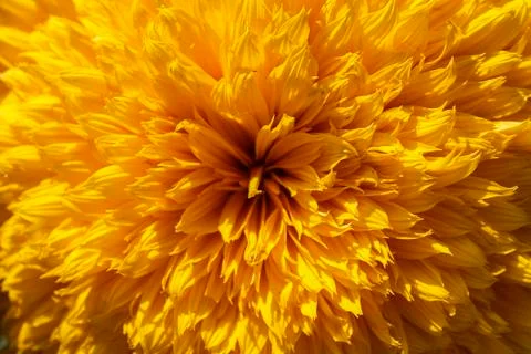 Yellow flower mandala Stock Photos