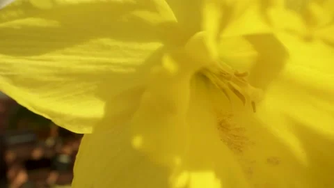 Yellow flower marco side movement Vídeos de archivo 161408945