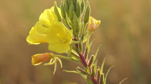 Yellow flower meadow grass 스톡 동영상 40462683