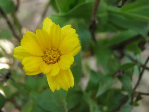 Yellow flower on meadow Stock Photos