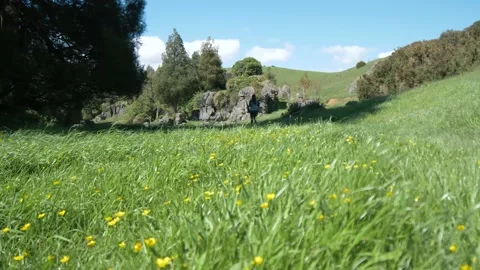 Yellow flower meadow on a spring day in the countryside Stock Footage 140612063