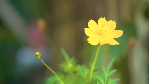 Yellow Flower Medium Shot 4K 29.97 Stock-Footage 100764638