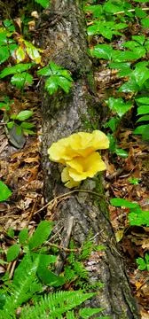 Yellow Flower In The Middle Of The Tree Stock Photos