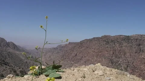 Yellow flower in mountain Stock Footage 8656111