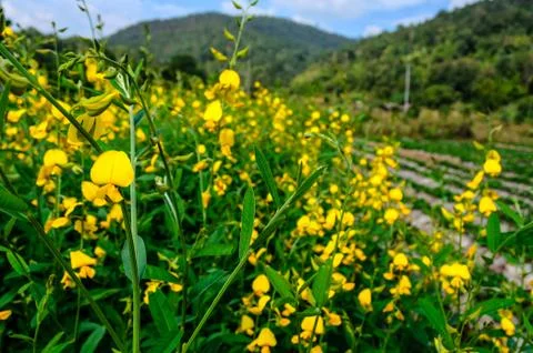 Yellow flower on mountain. Stock Photos