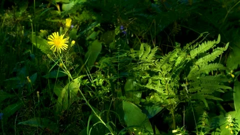 Yellow flower move in the rays of the setting sun Stock Footage 234826925
