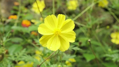 Yellow flower move with the wind blowing in the garden. Stock Footage 219035456