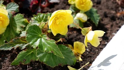 Yellow flower moves in the wind. Stock Footage 158295100