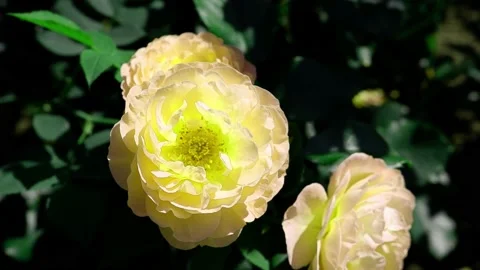 A yellow flower moves in the wind. Stock Footage 167127281
