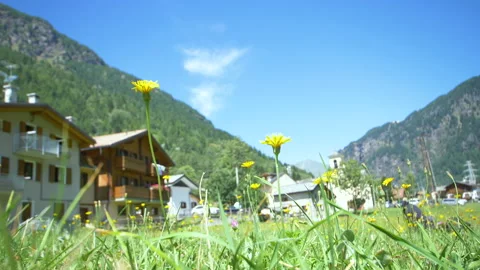 Yellow flower moving by the wind on mountain Stock Footage 210415850