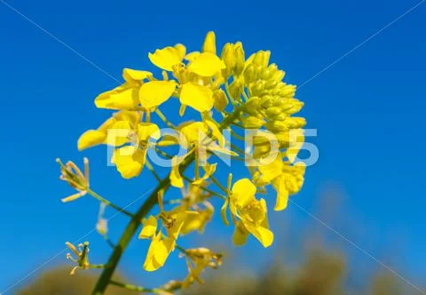 Yellow flower of mustard (Sinapis alba) Stock Photos