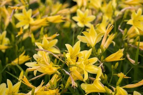 Yellow Flower named Hemerocallis Hybride A beautiful yellow flower field o... Stock Photos