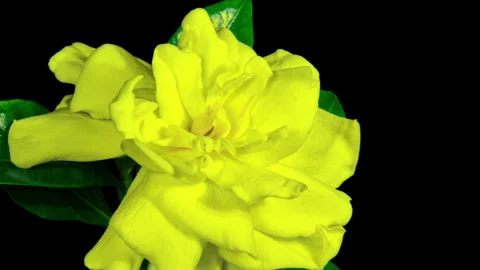 Yellow Flower Opening Time Lapse. Gardenia Jasminoides or Cape Jasmine Flow.. Vidéo 277449266