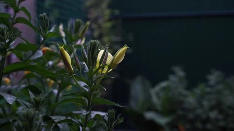 The yellow flower opens in a few seconds in real time Stock Footage 133038963