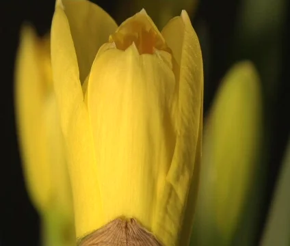 Yellow Flower Opens Time Lapse Vídeo Stock 356504