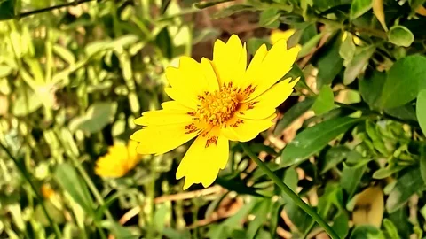 Yellow Flower In The Park Stock Footage 105985012