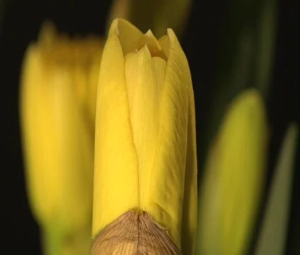 Yellow Flower Partially Opens Stock-Footage 356503