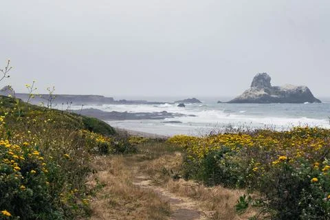Yellow flower path on the beach overlooking the ocean Stock Photos